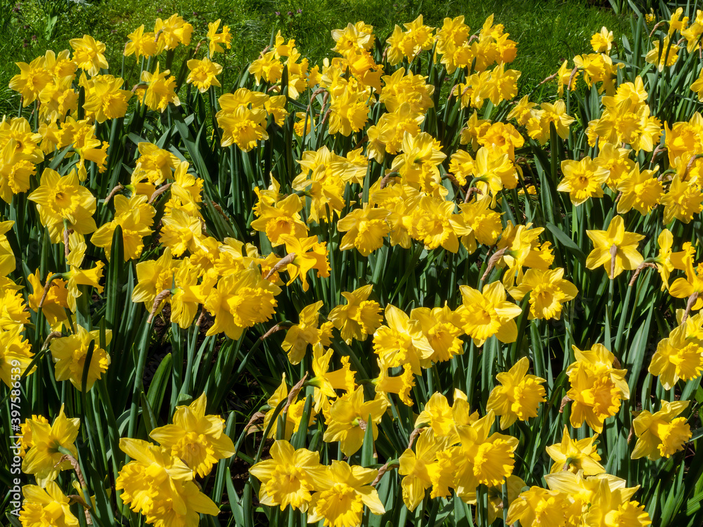 Obraz premium Daffodils (narcissus) a springtime yellow flower bulb plant growing outdoors in a public park during the spring season, stock photo image