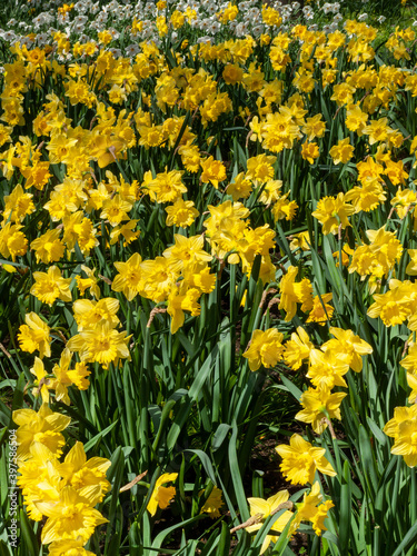 Daffodils (narcissus)  a springtime yellow flower bulb plant growing outdoors in a public park during the spring season, stock photo image © Tony Baggett