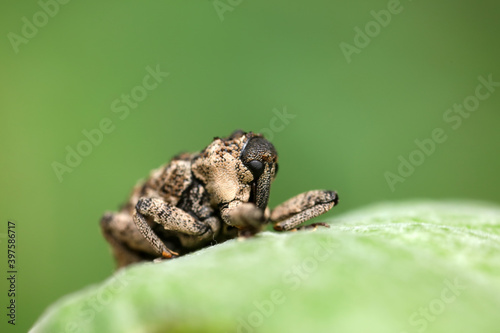 Yanggan cryptorhynchus inhabits wild plants in North China photo