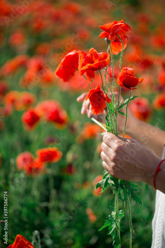 bouquet of poppies in the hands of an elderly person © Василий Дейнека