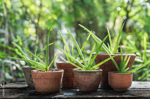 Morning outdoor activity to watering aloe vera pot plant