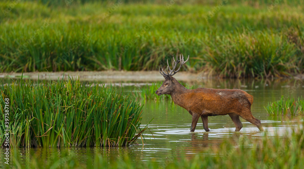 Naklejka premium RED DEER - CIERVO COMUN O ROJO (Cervus elaphus)