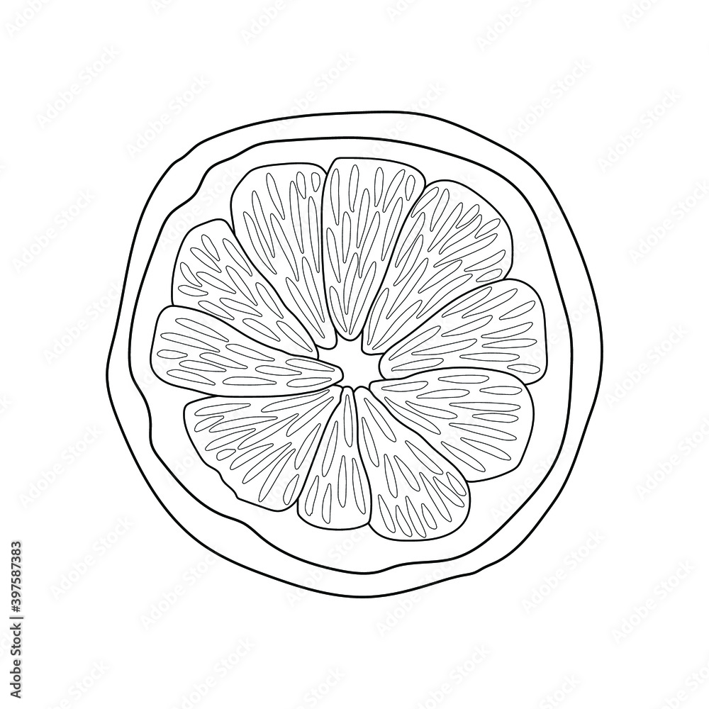Sketch of a lemon slice. Outlines hand drawn illustration. Vector isolated element for design. Sketch of a lemon slice. Outlines hand drawn illustration. Vector isolated element for design.