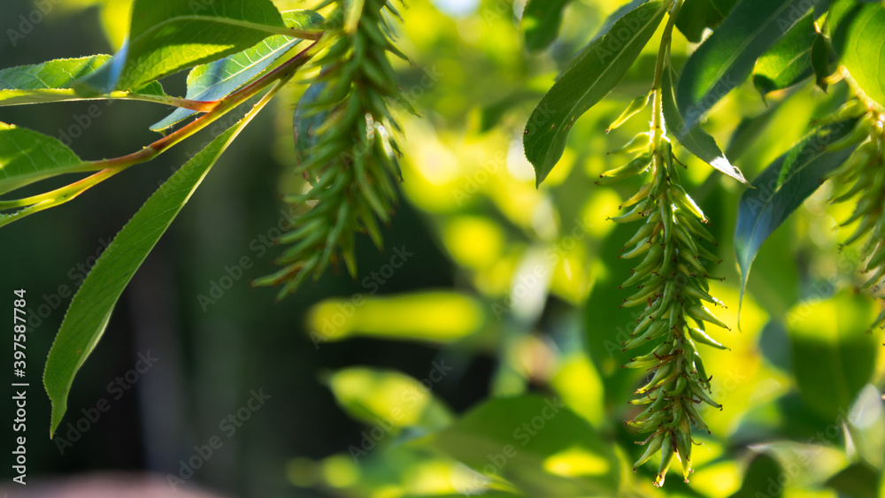 Fototapeta premium green leaves in the sun
