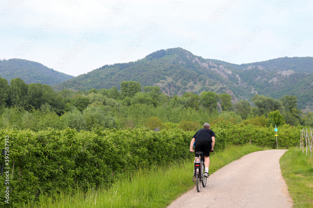 Teenage boy riding a biccycle on a walking path next to a vineyard on a spring day in Austria near the Danube river.