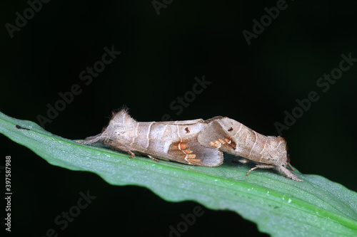 Moths mate on plant leaves  North China Plain