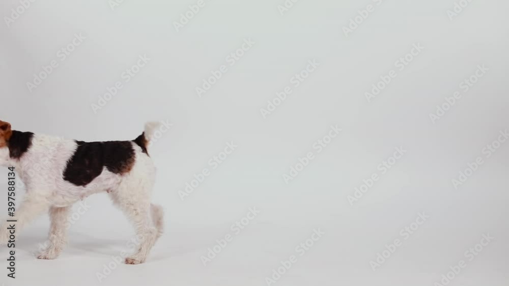 Slow motion of a playing fox terrier in the studio on a white background. The dog plays with a green ball, grabbed the ball with his teeth and took it to the owner. Funny pets. Close up.