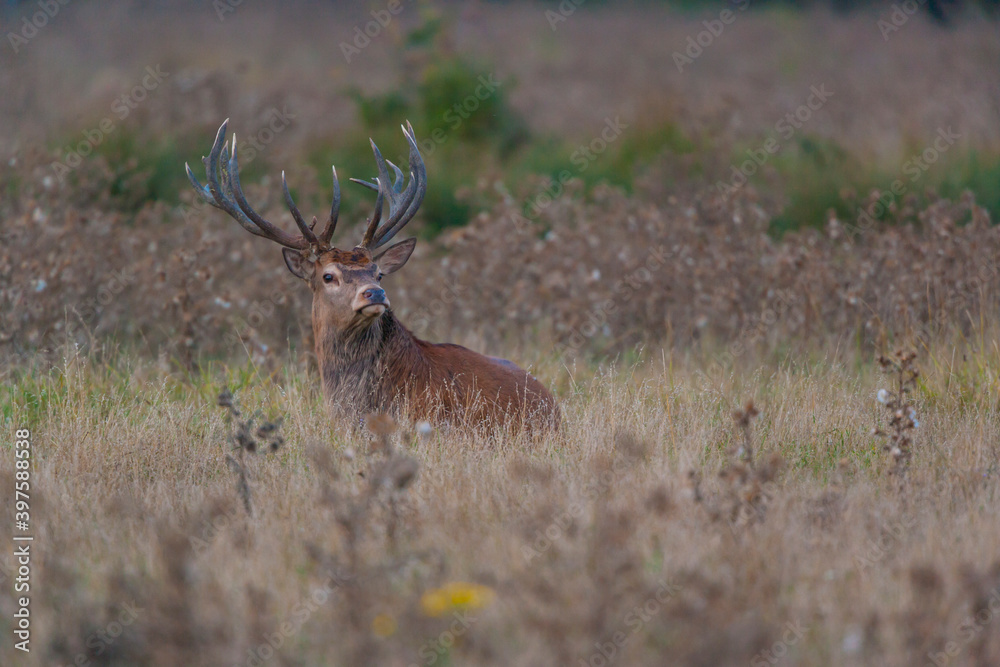 RED DEER - CIERVO COMUN O ROJO (Cervus elaphus) RED DEER - CIERVO COMUN O ROJO (Cervus elaphus)