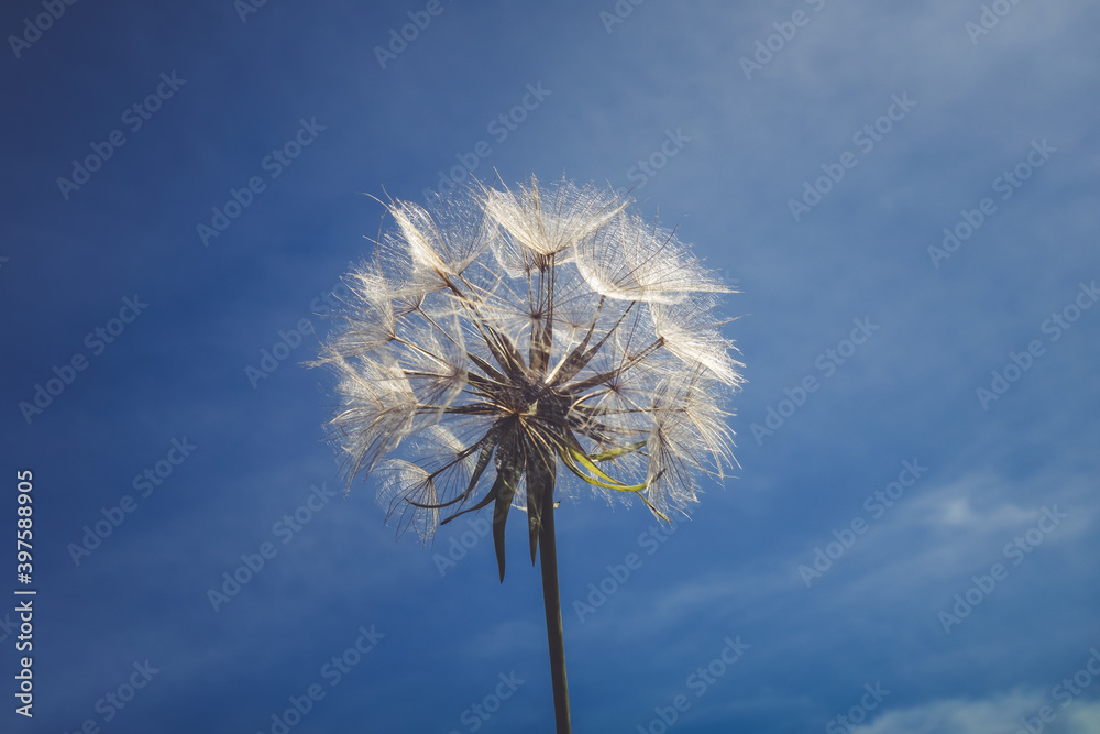 Dandelion flower silhouette over a blue sky Dandelion flower silhouette over a blue sky