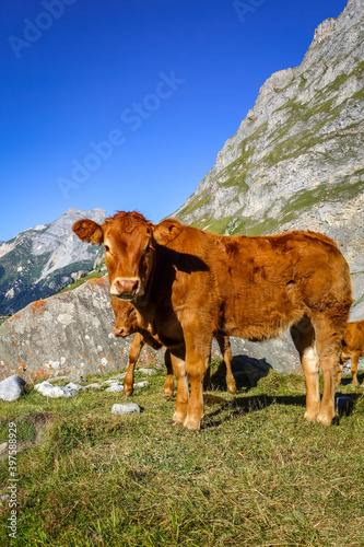 Cows in alpine pasture, Pralognan la Vanoise, French Alps photo