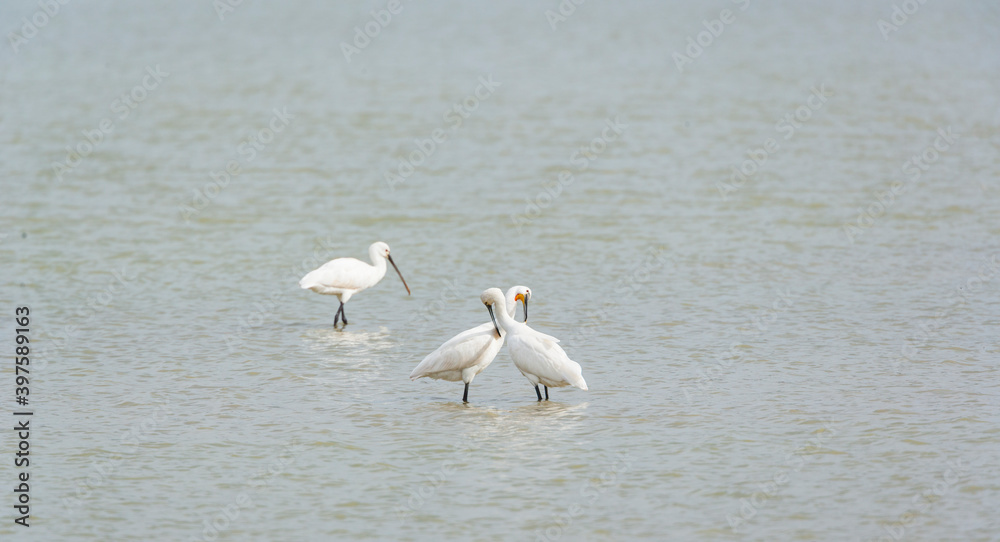 SPOONBILL - ESPATULA COMUN (Platalea leucorodia) SPOONBILL - ESPATULA COMUN (Platalea leucorodia)