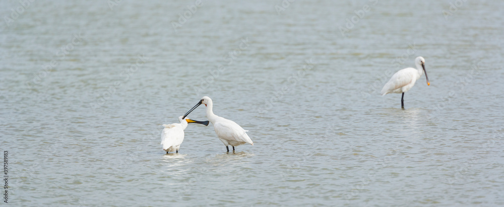 SPOONBILL - ESPATULA COMUN (Platalea leucorodia) SPOONBILL - ESPATULA COMUN (Platalea leucorodia)