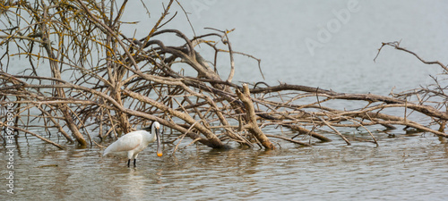 Canvas Print SPOONBILL - ESPATULA COMUN (Platalea leucorodia)