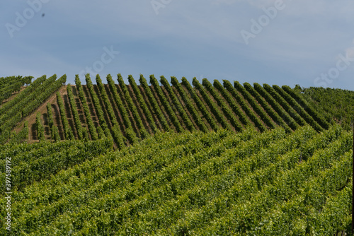 Weinberge, Weinanbau, grüne Bäume am Horizont in Baden Württemberg in Deutschland 