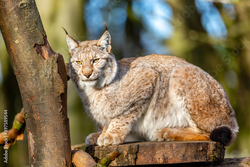 Erasion Lynx in a tree