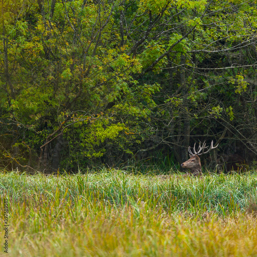 RED DEER - CIERVO COMUN O ROJO (Cervus elaphus)