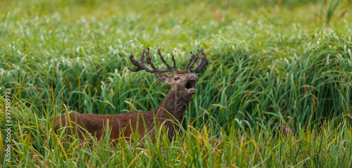 RED DEER - CIERVO COMUN O ROJO (Cervus elaphus) © JUAN CARLOS MUNOZ