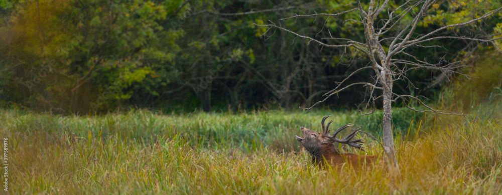 RED DEER - CIERVO COMUN O ROJO (Cervus elaphus) RED DEER - CIERVO COMUN O ROJO (Cervus elaphus)