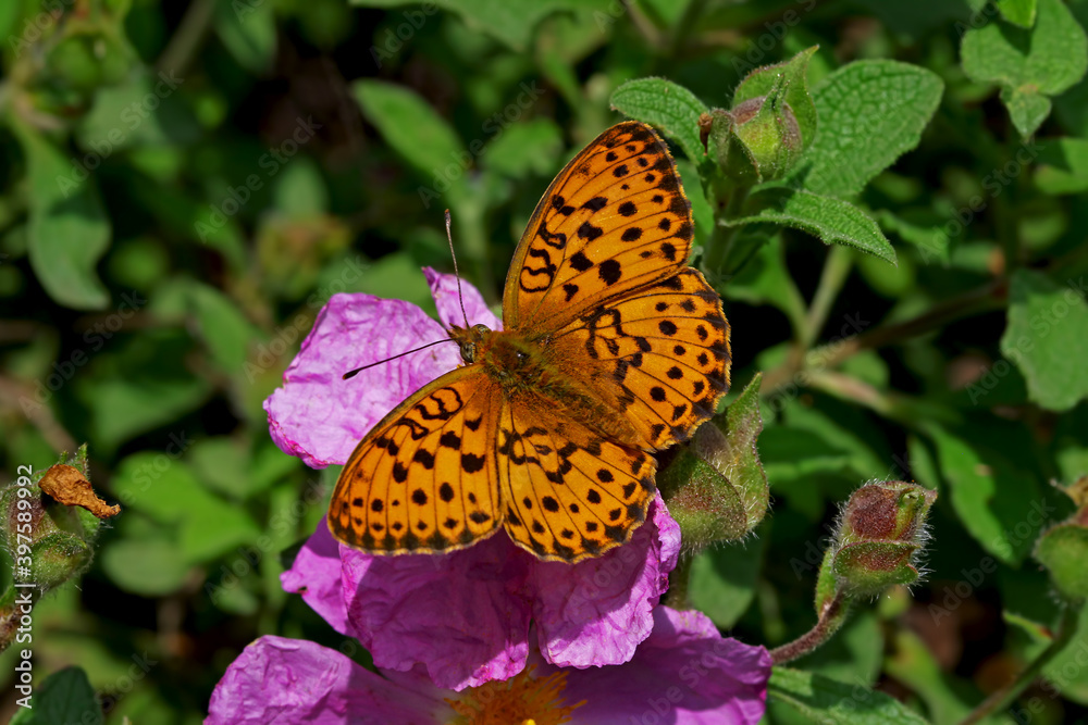 Blackberry Brentisi butterfly / Brenthis daphne Blackberry Brentisi butterfly / Brenthis daphne