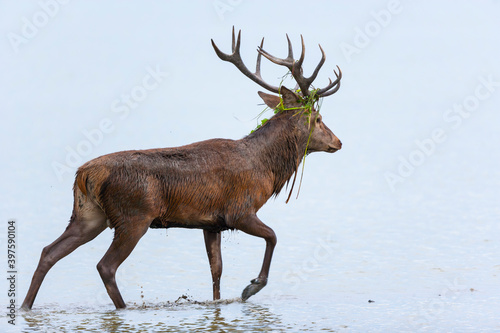 RED DEER - CIERVO COMUN O ROJO (Cervus elaphus)