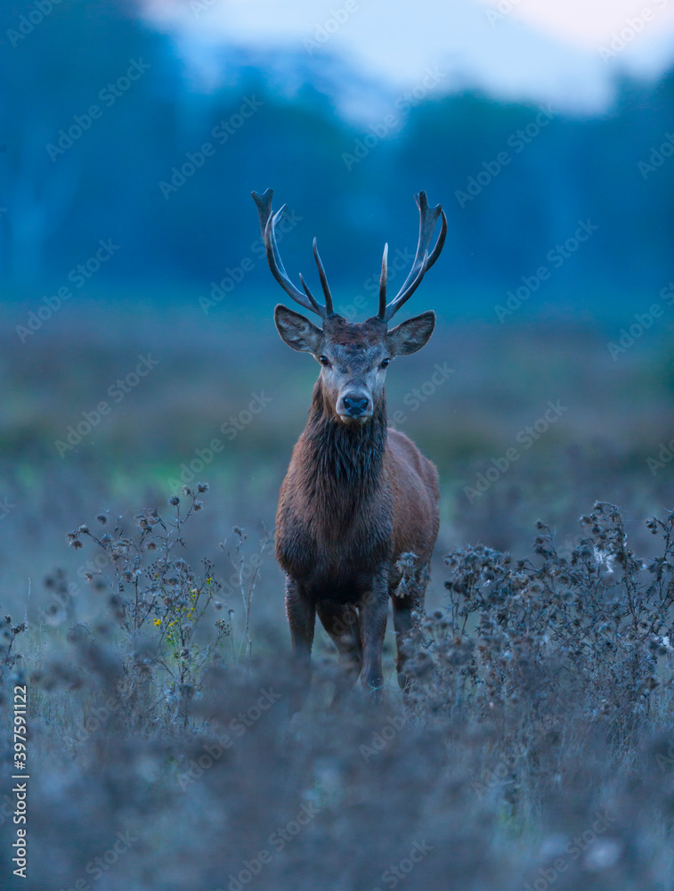 RED DEER - CIERVO COMUN O ROJO (Cervus elaphus) RED DEER - CIERVO COMUN O ROJO (Cervus elaphus)