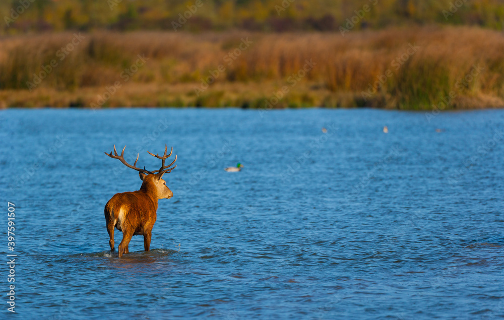 © JUAN CARLOS MUNOZ - RED DEER - CIERVO COMUN O ROJO (Cervus elaphus)