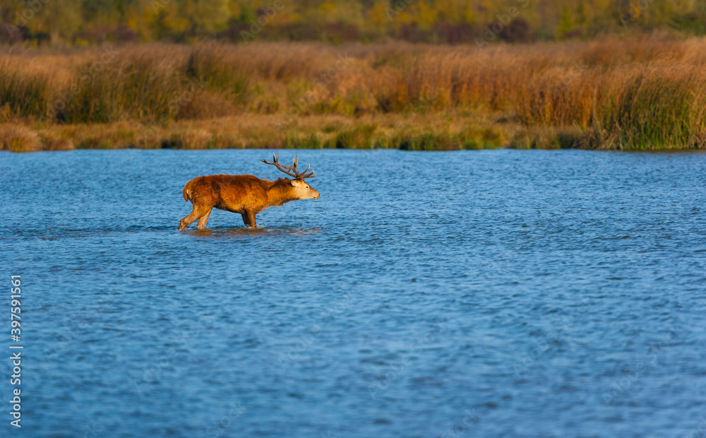 RED DEER - CIERVO COMUN O ROJO (Cervus elaphus) RED DEER - CIERVO COMUN O ROJO (Cervus elaphus)