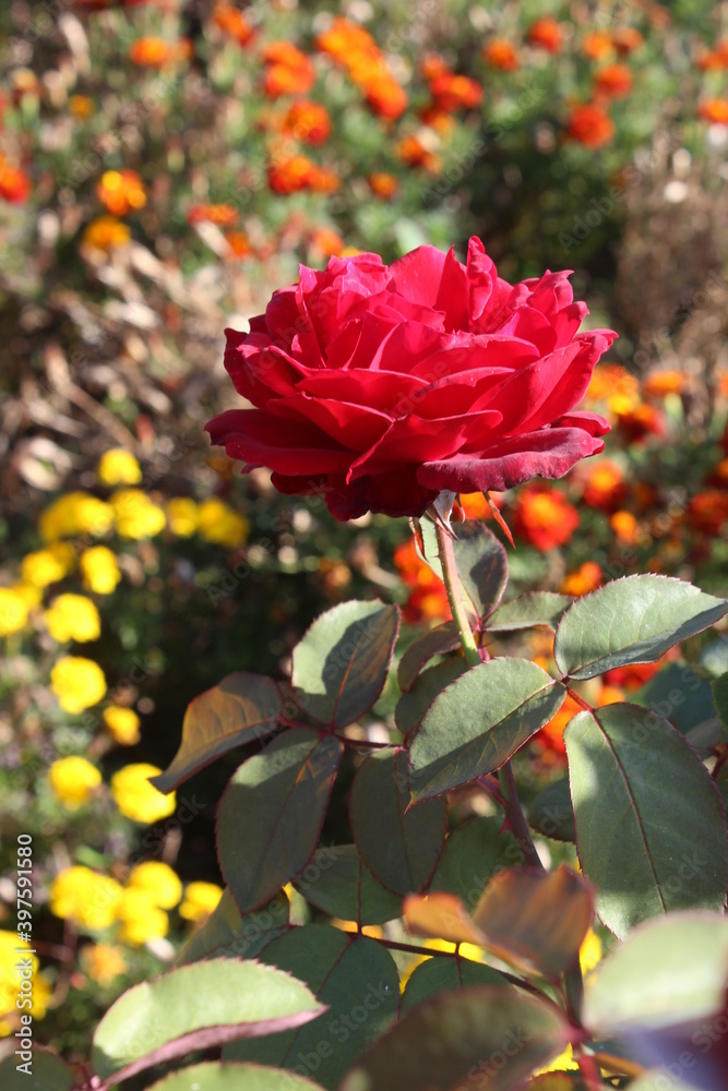Obraz premium Beautiful red rose in a garden in Spring
