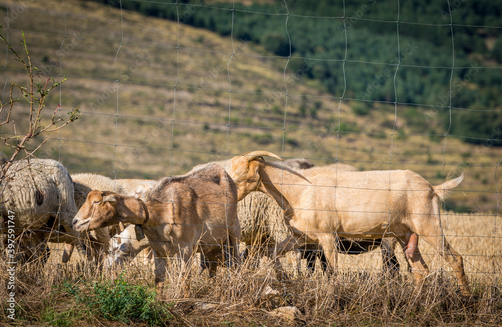 flock of sheep eating behind a wire fence in the field flock of sheep eating behind a wire fence in the field