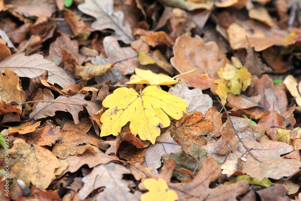 Yellow maple leaf in the autumn forest