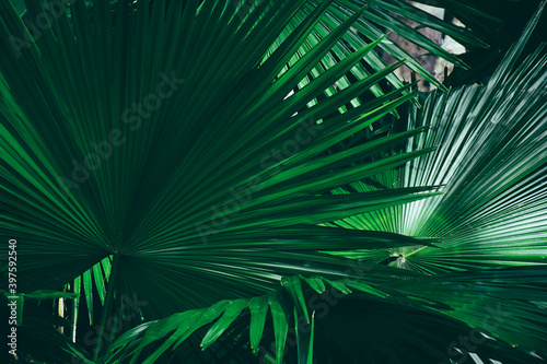 tropical palm leaf, dark green foliage, nature background