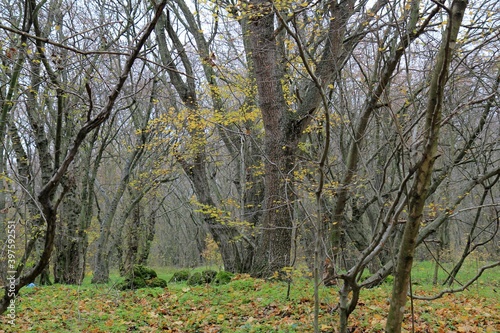 Forest in late autumn in the vicinity of Varna (Bulgaria)