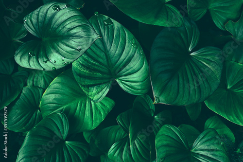 Wallpaper Mural tropical leaf, green nature background Torontodigital.ca