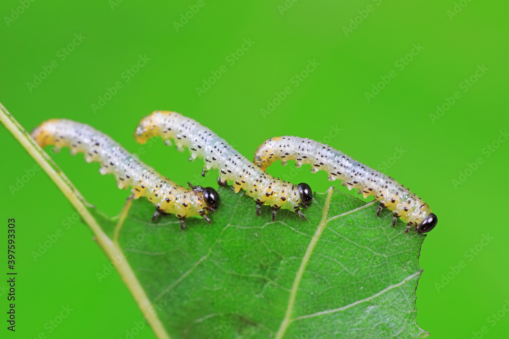 Sawfly larvae nibble on green leaves, North China Sawfly larvae nibble on green leaves, North China