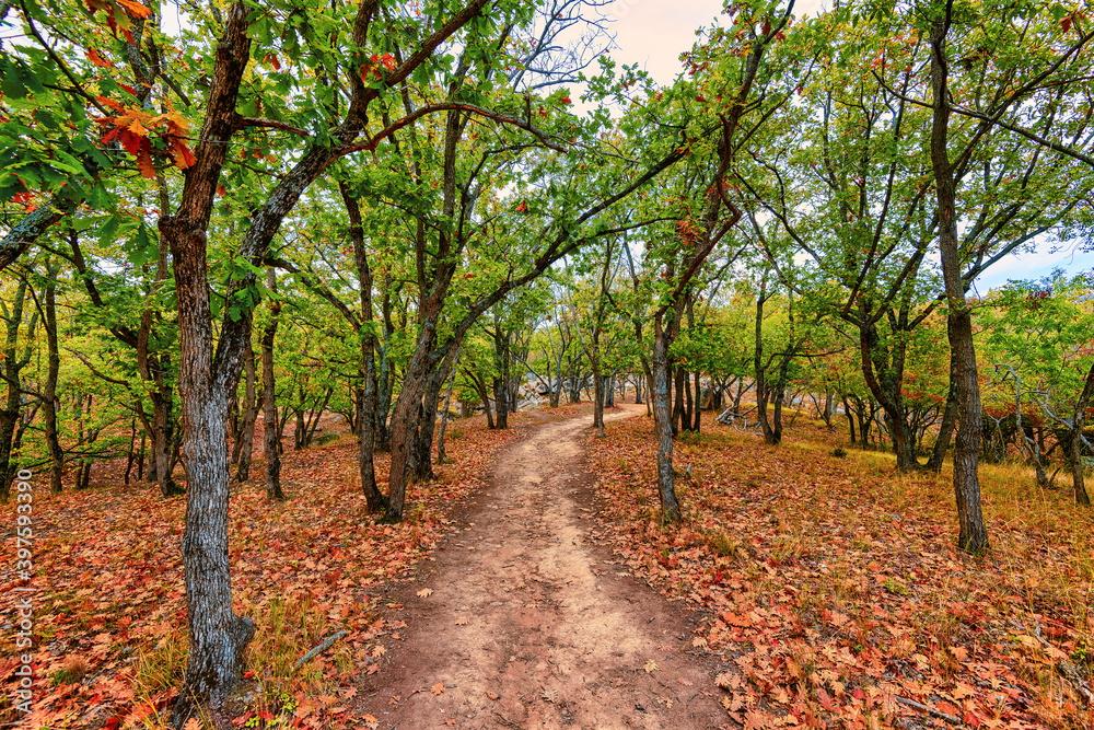 autumn in the forest