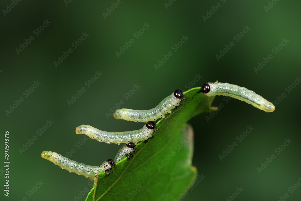 Sawfly larvae nibble on green leaves, North China Sawfly larvae nibble on green leaves, North China
