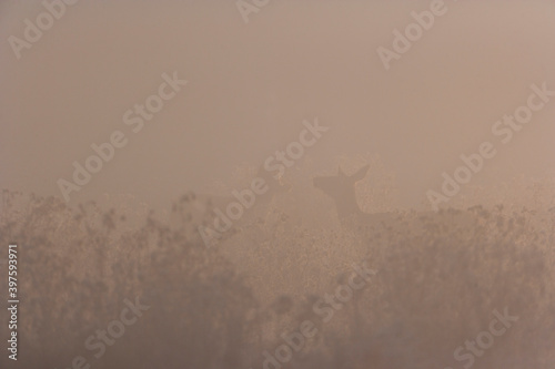 RED DEER - CIERVO COMUN (Cervus elaphus)