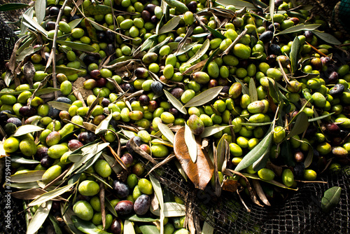 olives on a net for the harvest