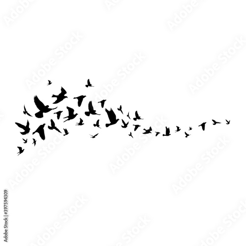 Flying birds silhouette illustration. Vector background