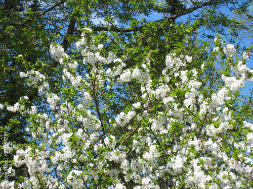 Apple tree during blooming. Beautiful spring park.