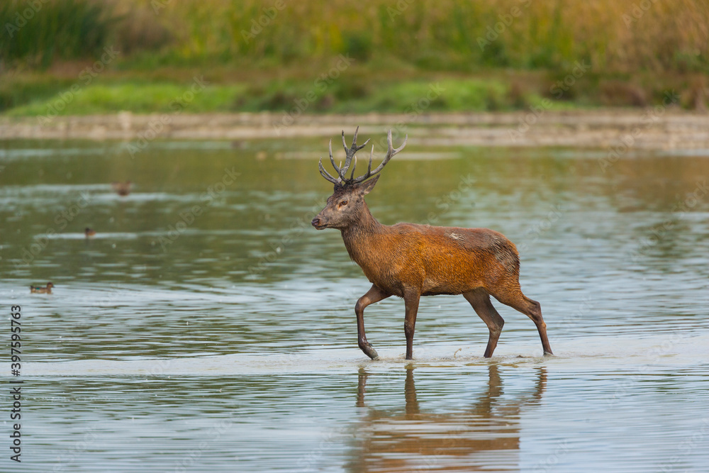 RED DEER - CIERVO COMUN O ROJO (Cervus elaphus) RED DEER - CIERVO COMUN O ROJO (Cervus elaphus)