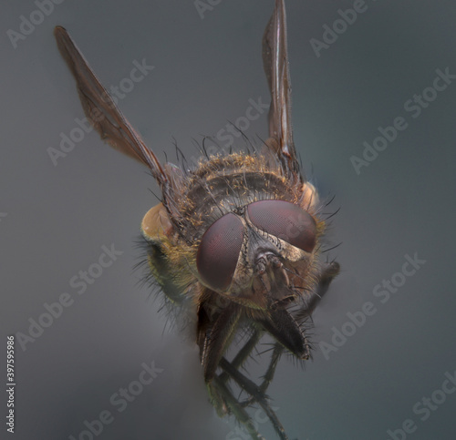 close up of a fly © florin01
