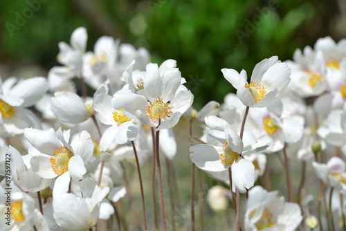 Anemone baldensis - Beautiful mountain flowers growing in the Austria Alps.