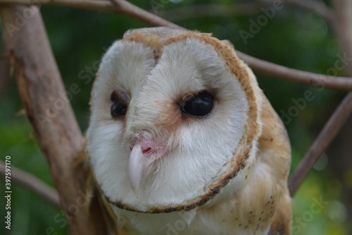 Tyto alba, one of the owl family.