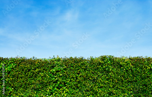 Garden hedge and blue sky