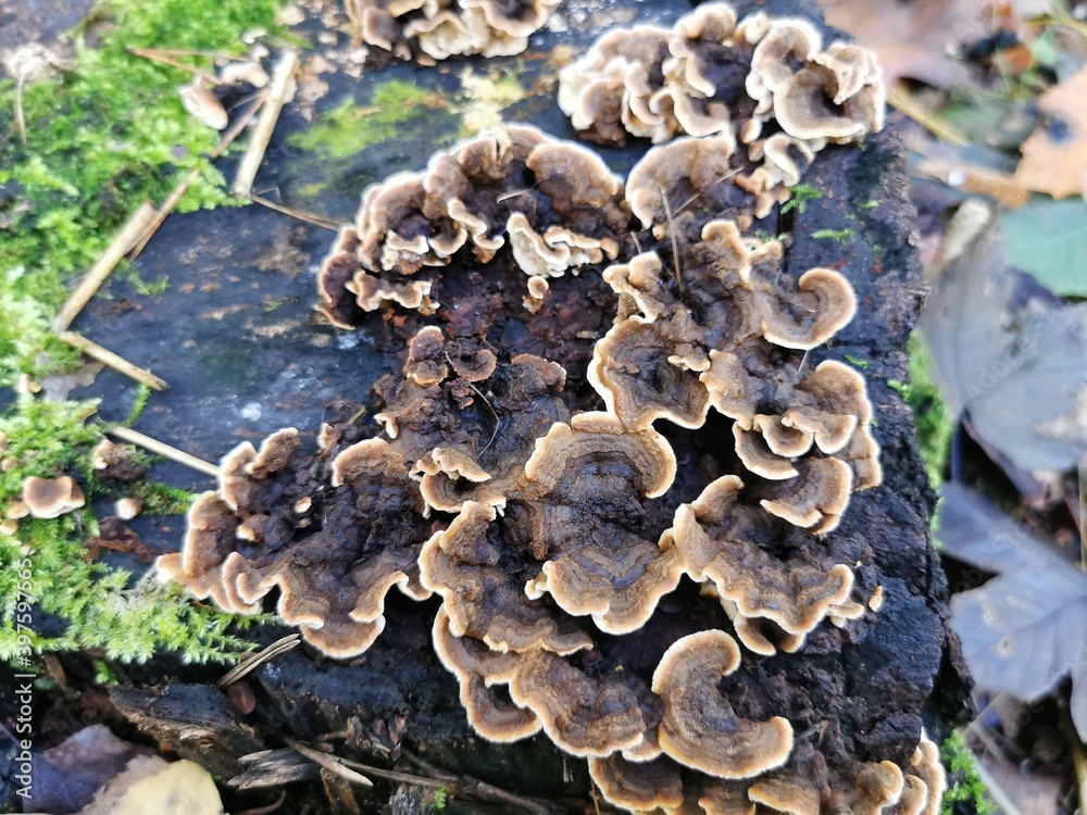 Trametes versicolor, hub, mushrooms growing in a large group on a tree stump. Trametes versicolor, hub, mushrooms growing in a large group on a tree stump.