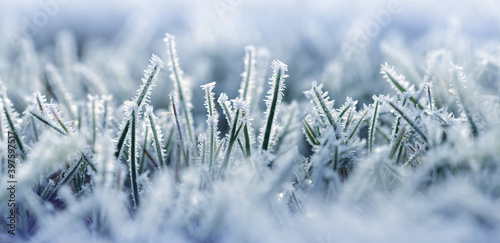 Hoarfrost on blades of grass close up. Nature background.