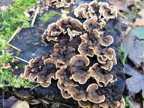 Trametes versicolor, hub, mushrooms growing in a large group on a tree stump.