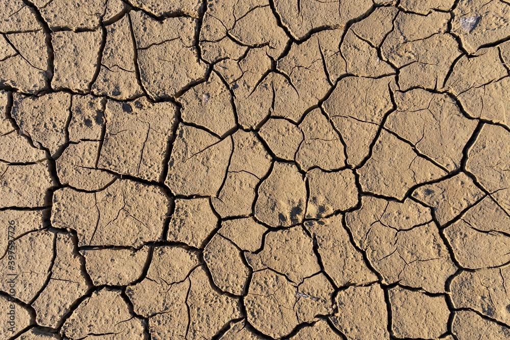 Small animal footprints on cracked dry dehydrated soil (Close-up) Small animal footprints on cracked dry dehydrated soil (Close-up)