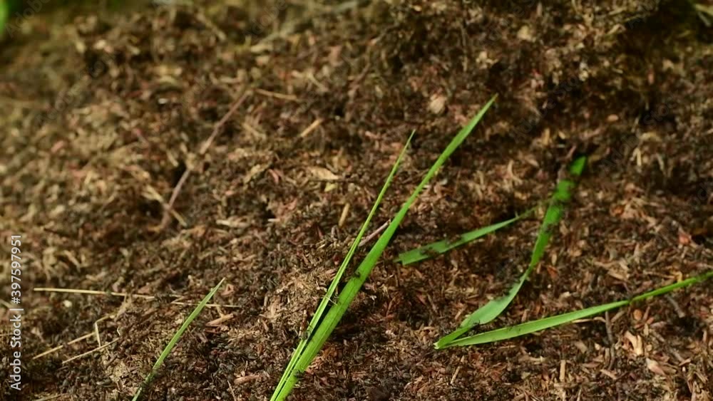 Anthill close-up commotion in full summer crossing on green leafs on fast forwarding.  

Team work efficiency concept&example.